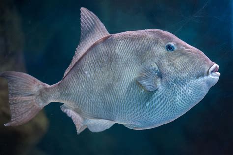 Grey triggerfish .